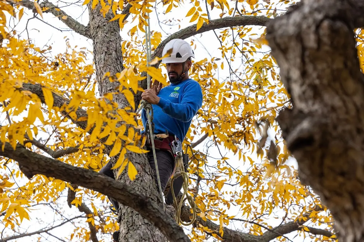 Skilled Tree Planting crew working in Athens
